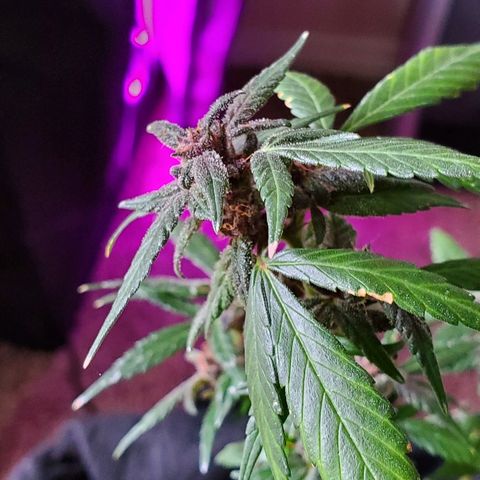 Riff raff #2 growlog timeline photo