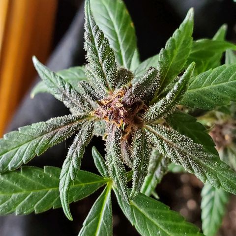 Riff raff #2 growlog timeline photo