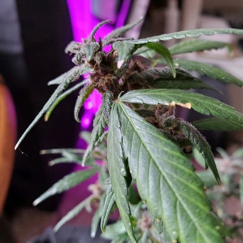 Riff raff #2 growlog timeline photo