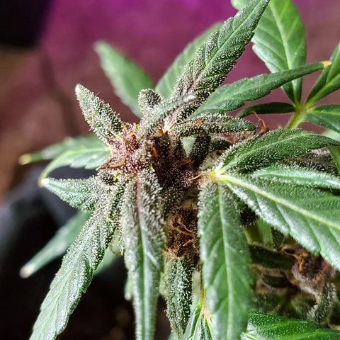 Riff raff #2 growlog timeline photo