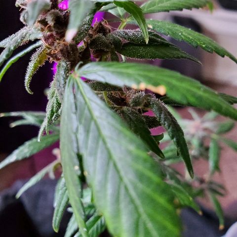 Riff raff #2 growlog timeline photo