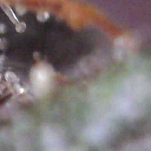 Riff raff #2 growlog timeline photo