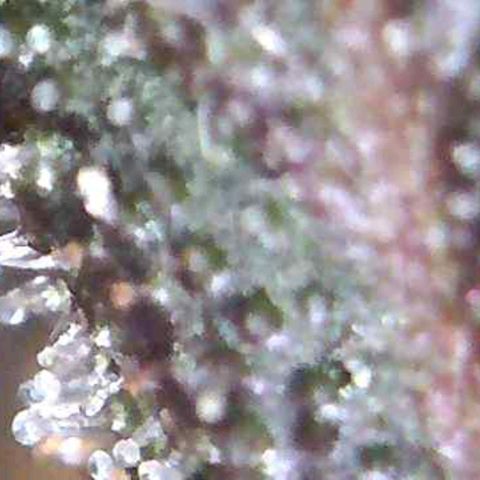 Riff raff #2 growlog timeline photo