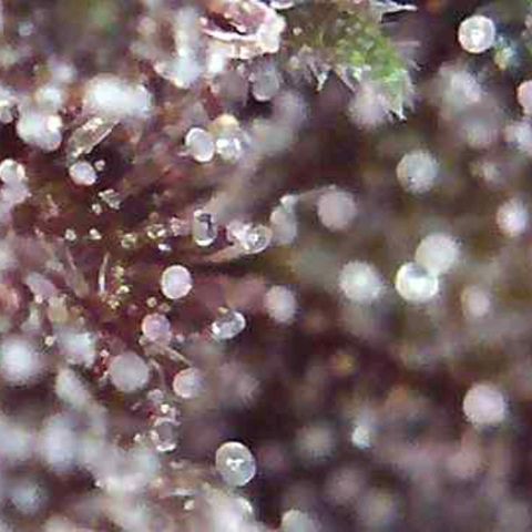 Riff raff #2 growlog timeline photo