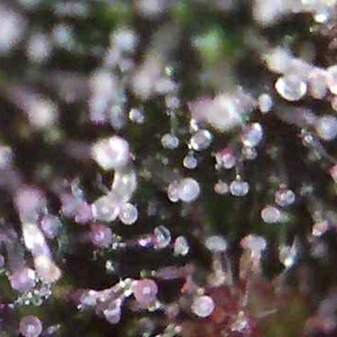 Riff raff #2 growlog timeline photo