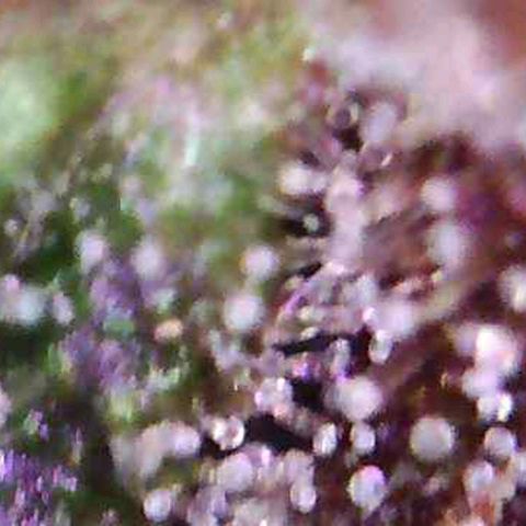 Riff raff #2 growlog timeline photo