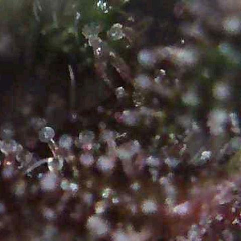 Riff raff #2 growlog timeline photo