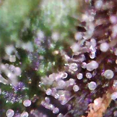 Riff raff #2 growlog timeline photo