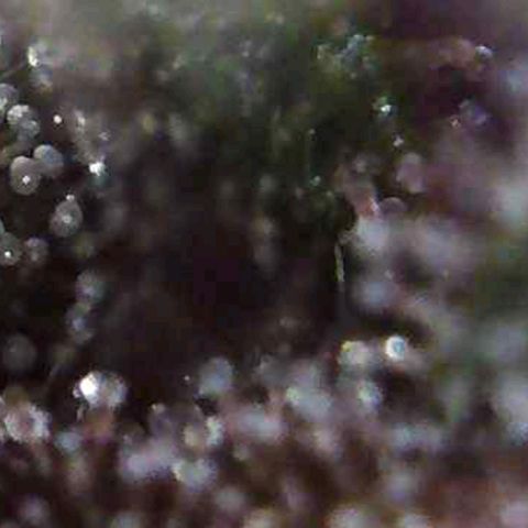 Riff raff #2 growlog timeline photo