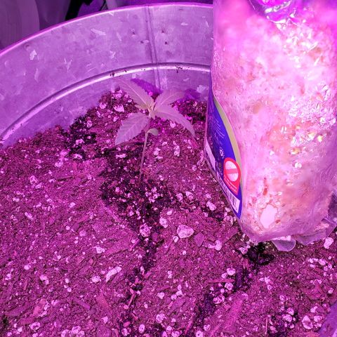 One growlog timeline photo