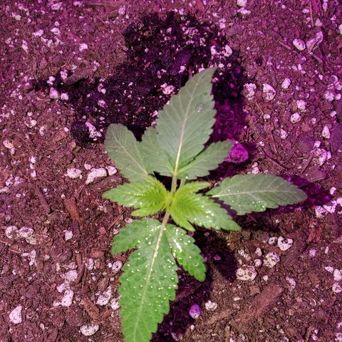 One growlog timeline photo