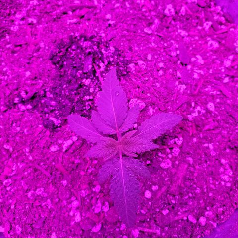 One growlog timeline photo