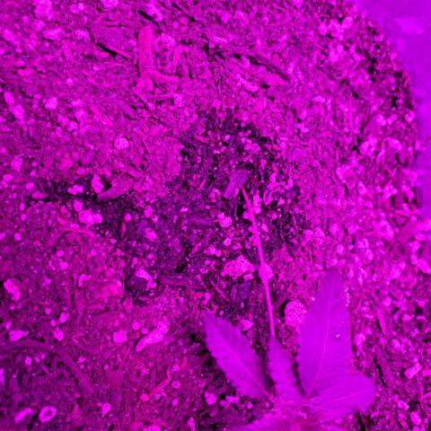One growlog timeline photo