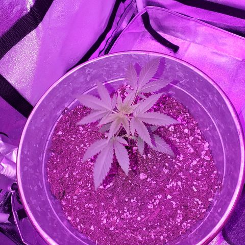 One growlog timeline photo