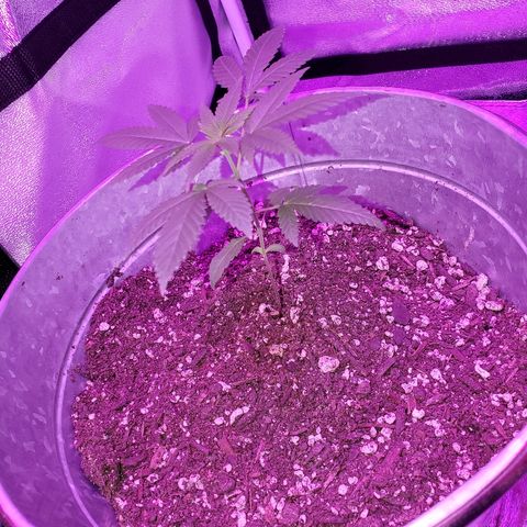 One growlog timeline photo