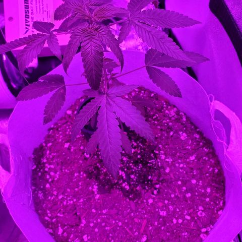 One growlog timeline photo