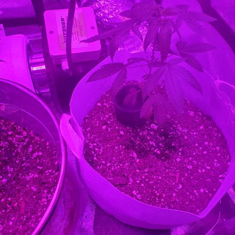 One growlog timeline photo