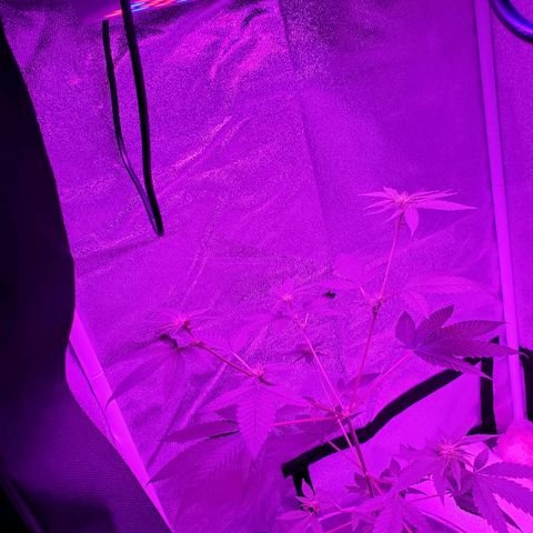 One growlog timeline photo