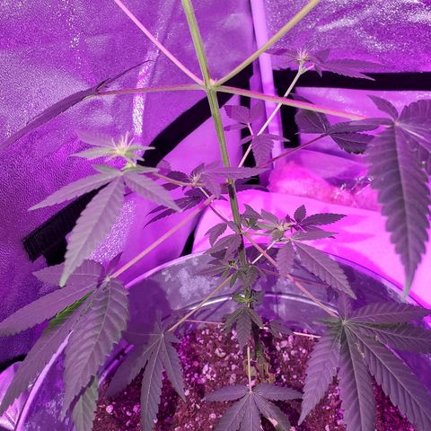 One growlog timeline photo