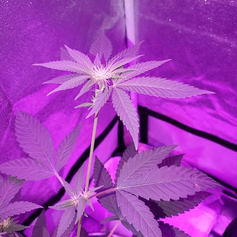 One growlog timeline photo