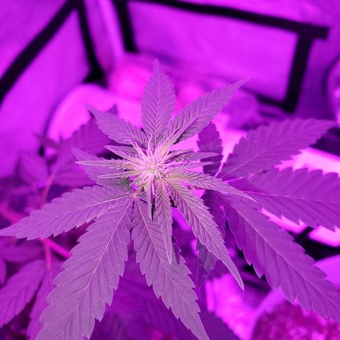 One growlog timeline photo