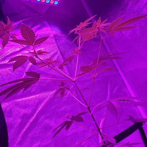 One growlog timeline photo