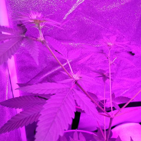 One growlog timeline photo