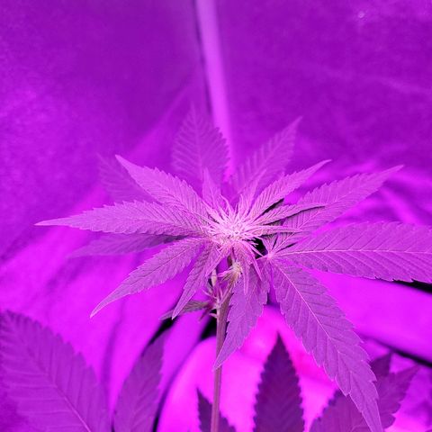 One growlog timeline photo