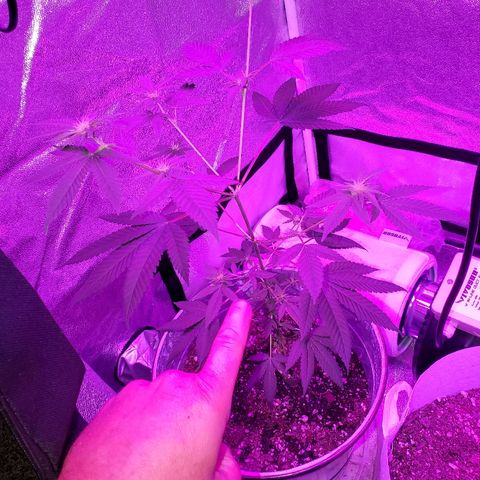 One growlog timeline photo