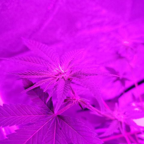 One growlog timeline photo