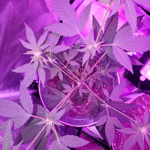One growlog timeline photo