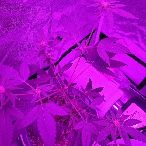 One growlog timeline photo