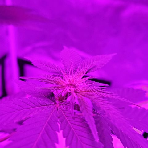 One growlog timeline photo