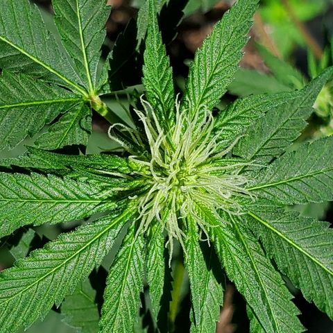 One growlog photo: Outside