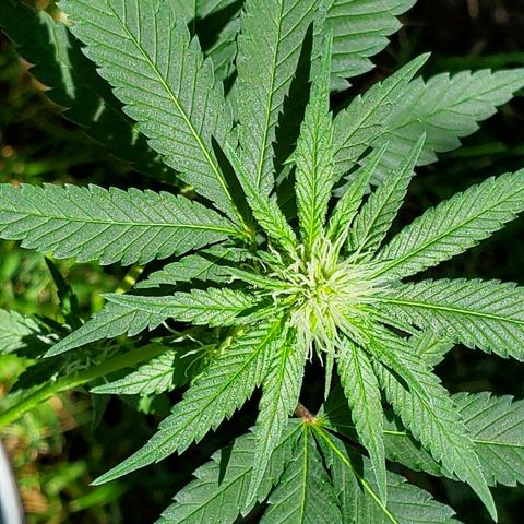 One growlog photo: Outside