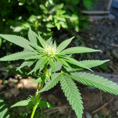 One growlog photo: Outside