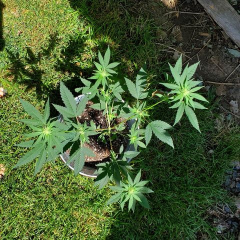 One growlog photo: Outside