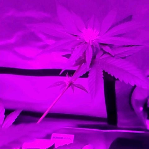 One growlog timeline photo