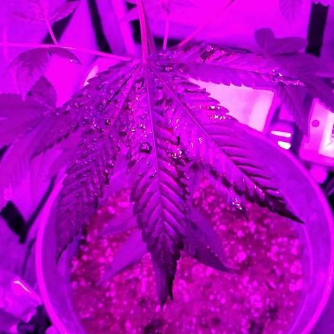 One growlog timeline photo
