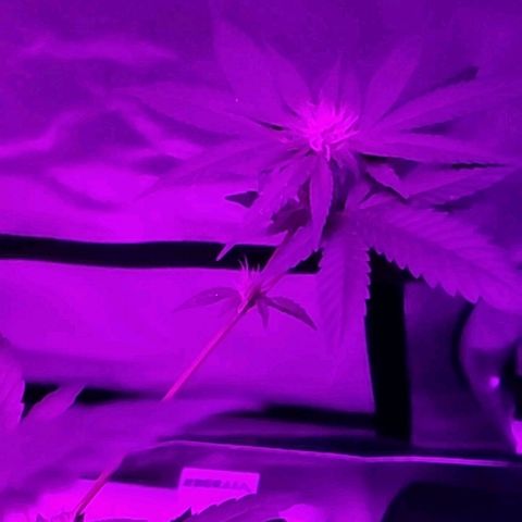 One growlog timeline photo