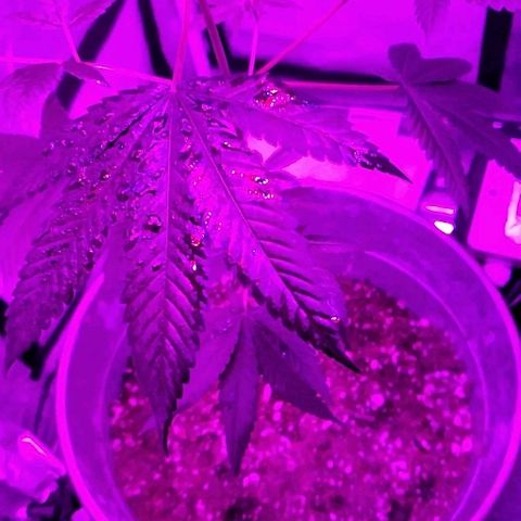 One growlog timeline photo