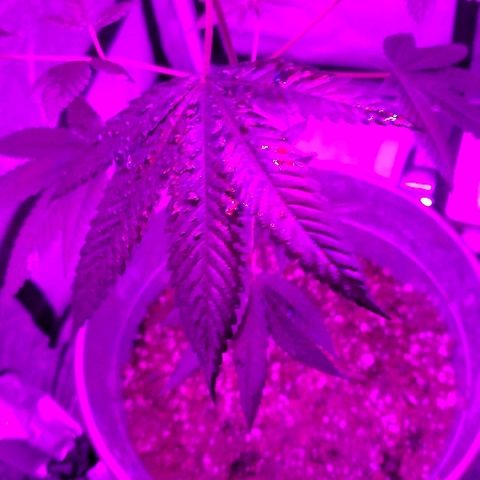 One growlog timeline photo