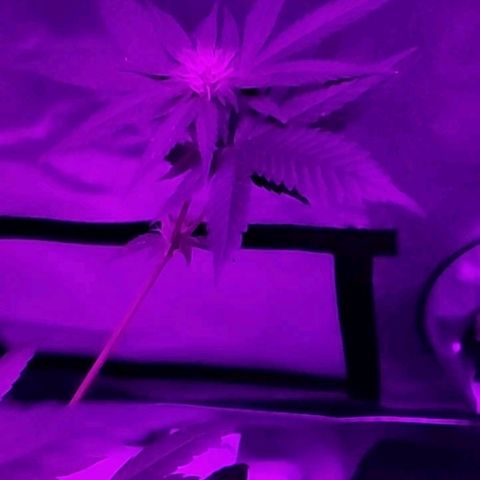 One growlog timeline photo