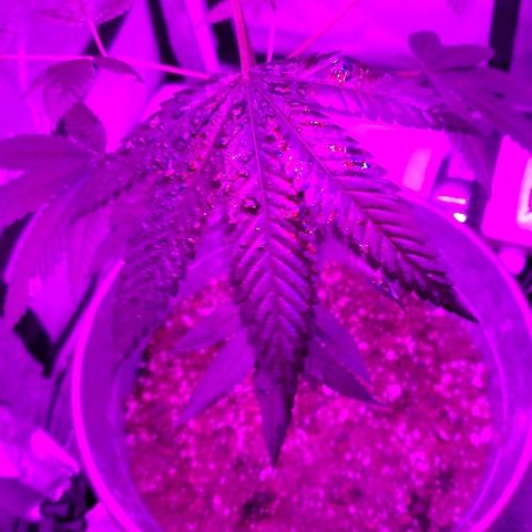 One growlog timeline photo