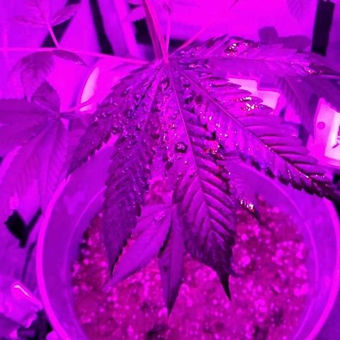One growlog timeline photo