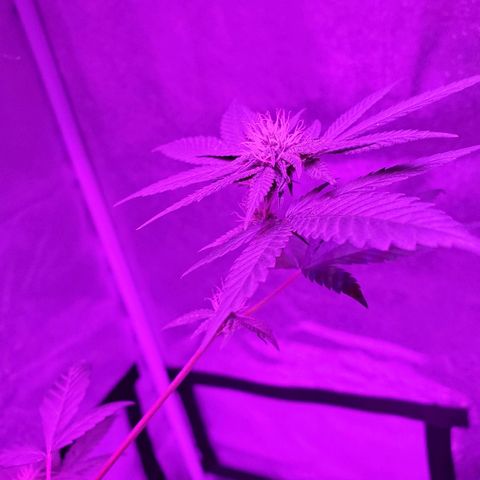 One growlog timeline photo