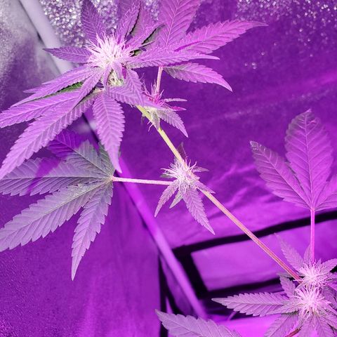 One growlog timeline photo