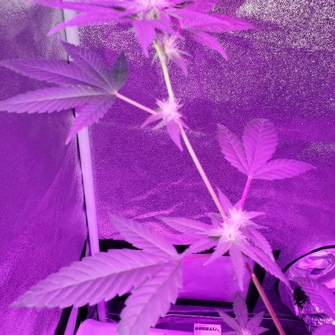 One growlog timeline photo