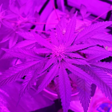One growlog timeline photo