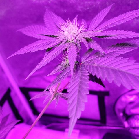 One growlog timeline photo